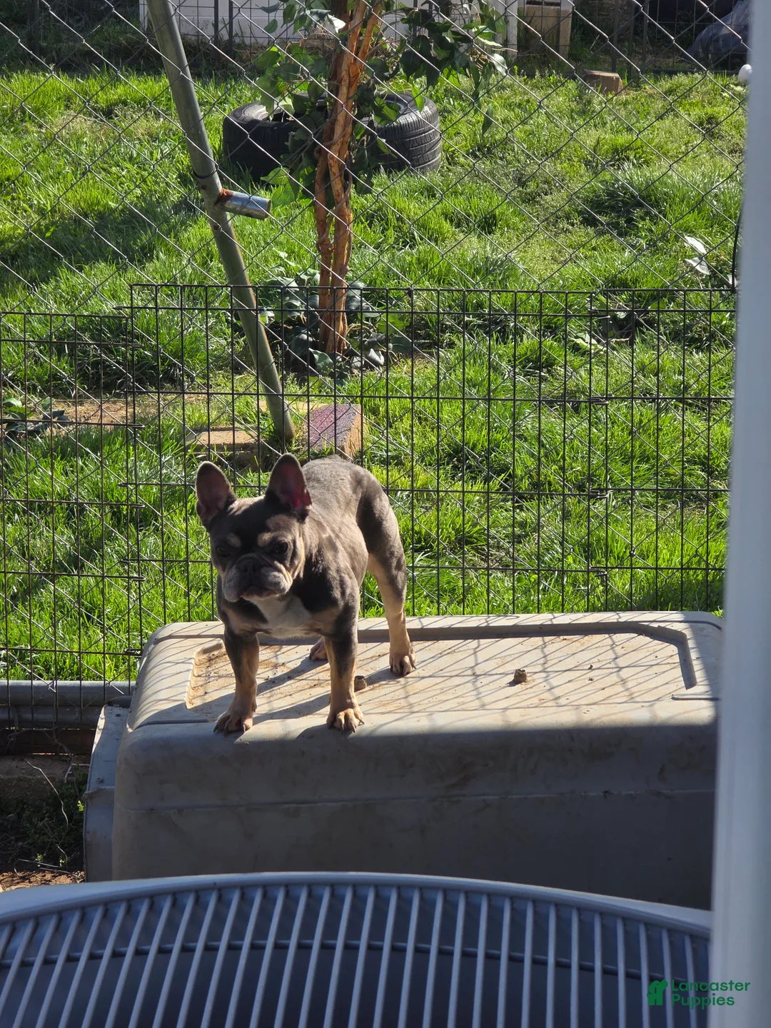 French Bulldog dogs for sale: French Bulldog Puppy 1 - Ad 2
