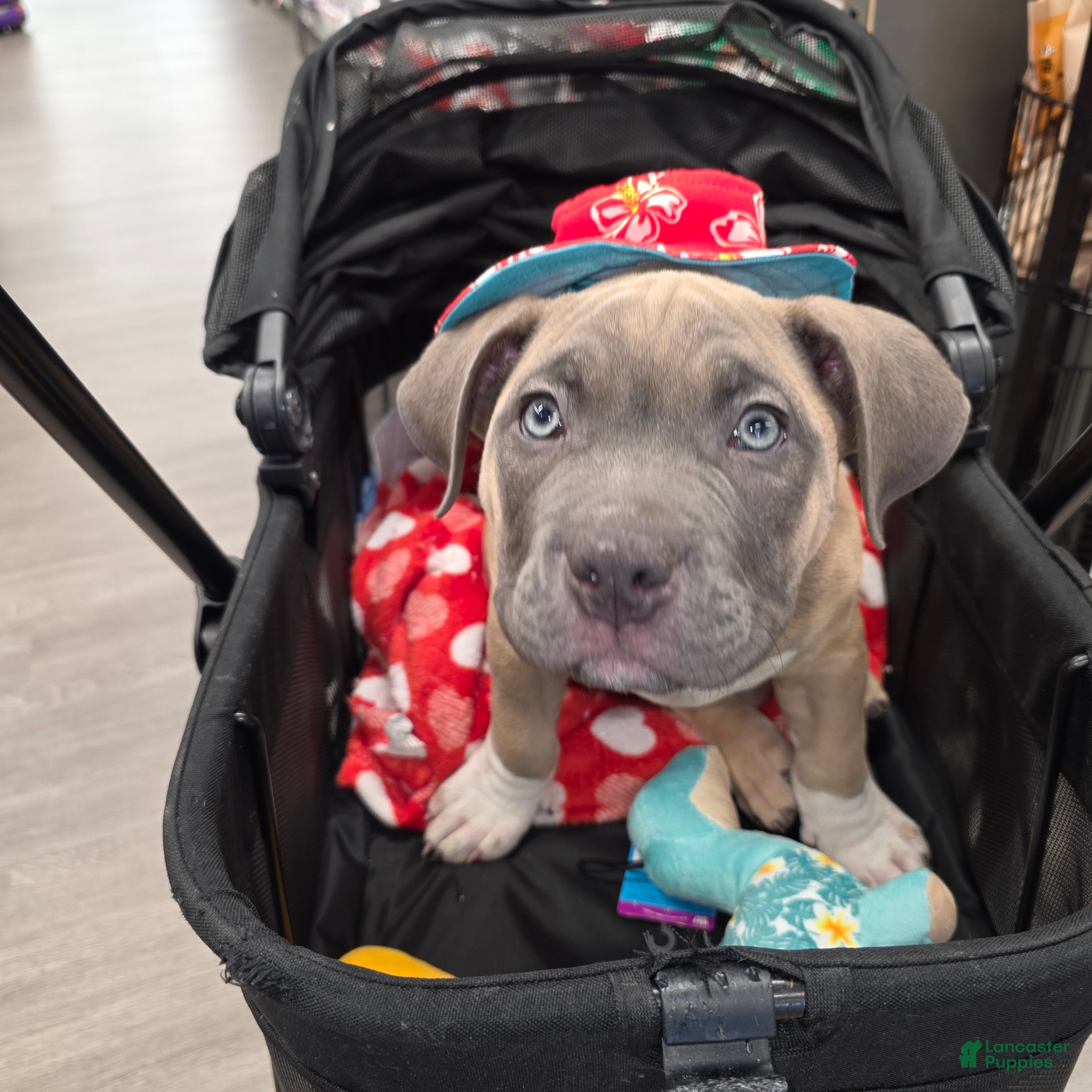 American Bully dogs Yogi the bear - Ad 1