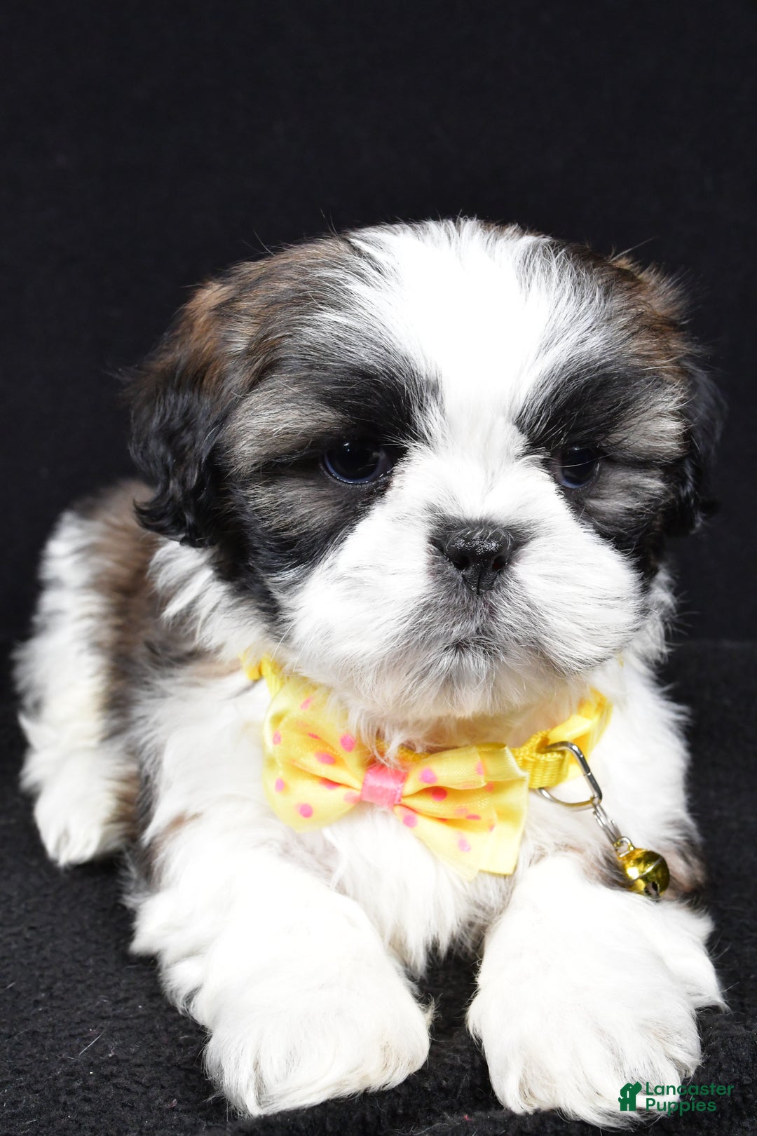 Shih Tzu dogs for sale: Harlan - Ad 4