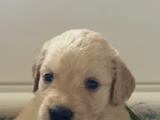 Golden Retriever dogs Peter (Green Collar) - Ad 5