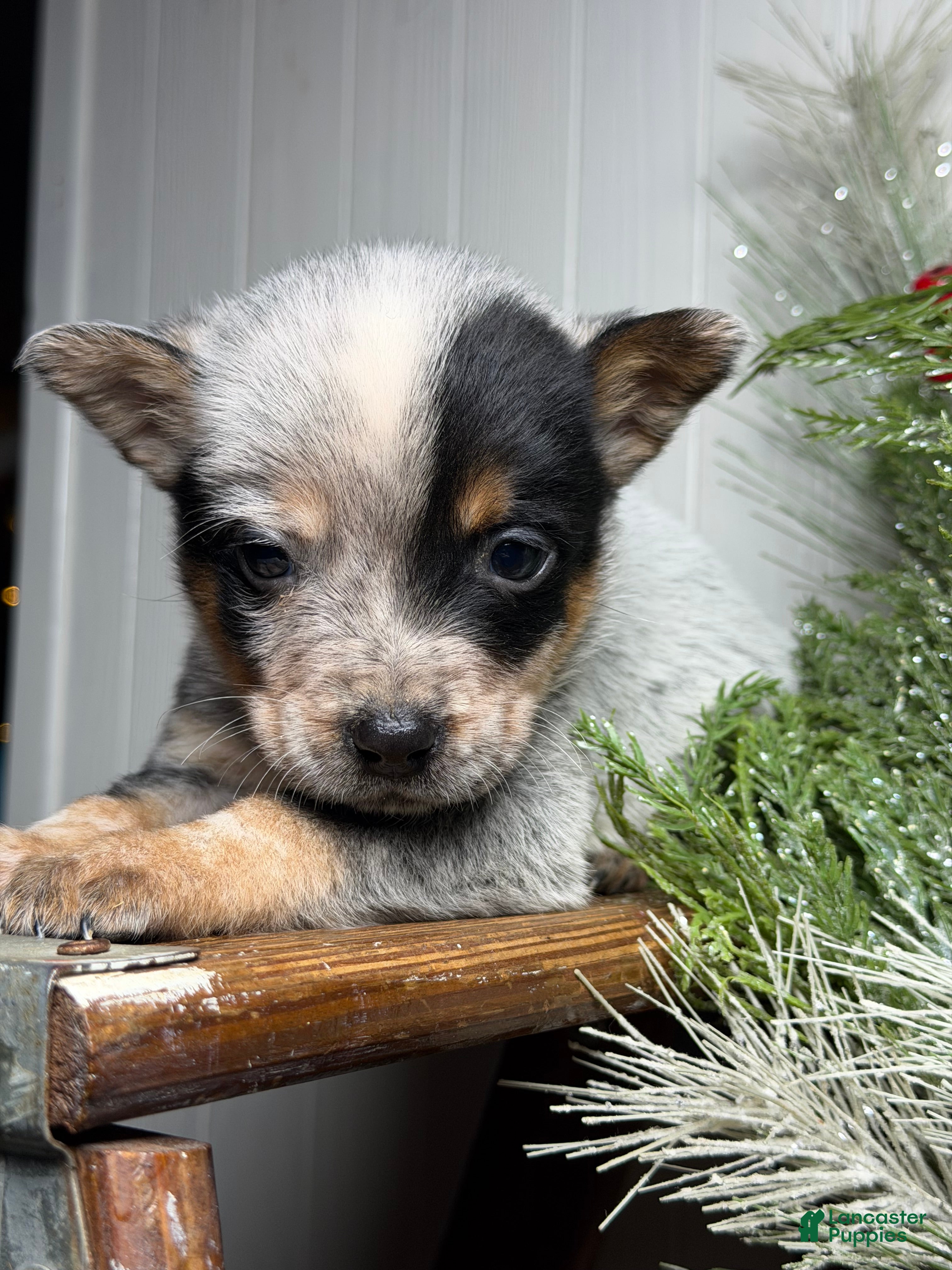 Australian Cattle Dog dogs Australian Cattle Dog Puppy 3 - Ad 16