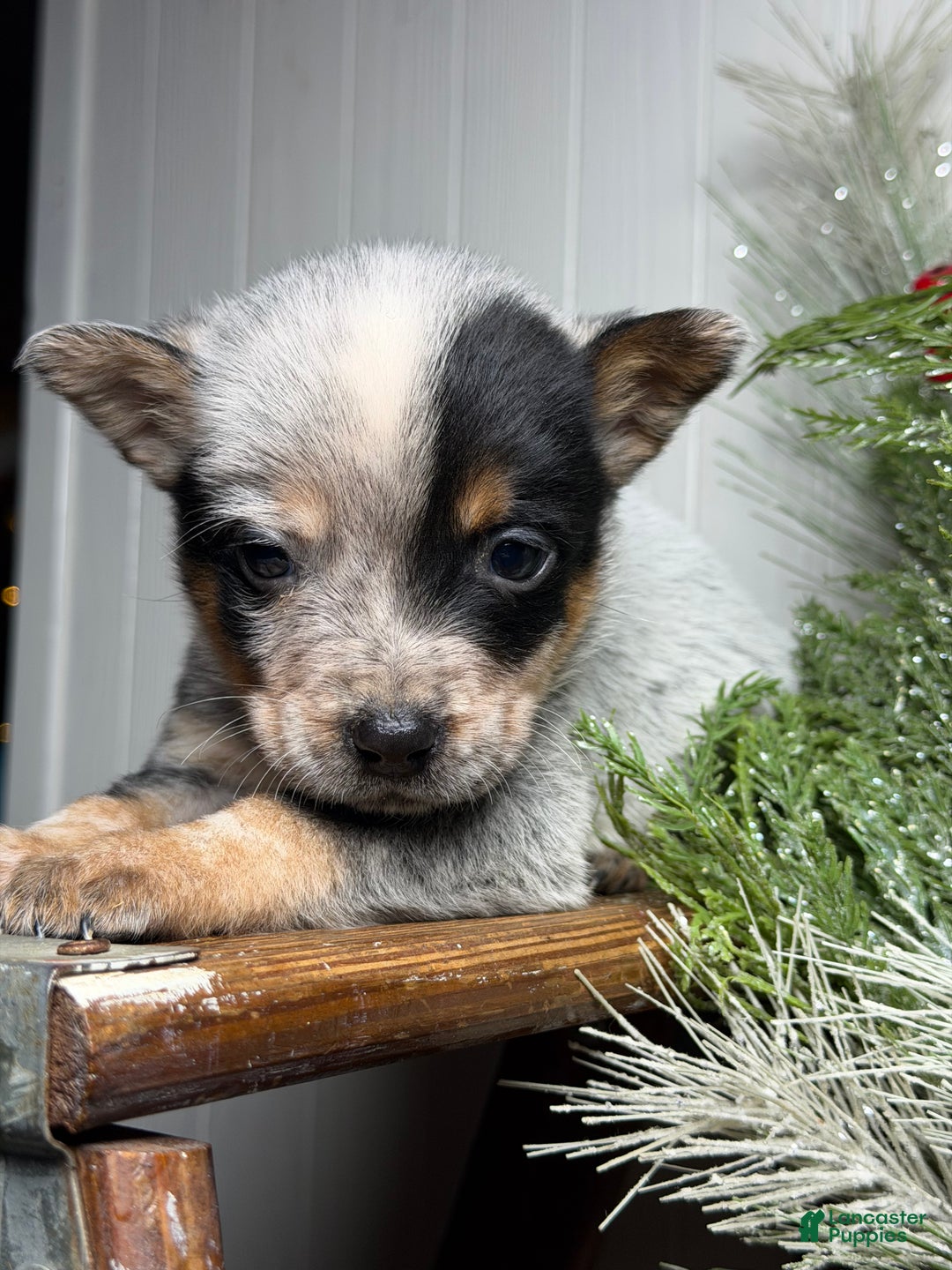 Australian Cattle Dog dogs for sale: Australian Cattle Dog Puppy 3 - Ad 1