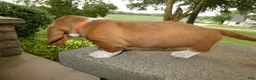 Basset Hound dogs for sale: Basset Hound 2 Buford - Ad 4