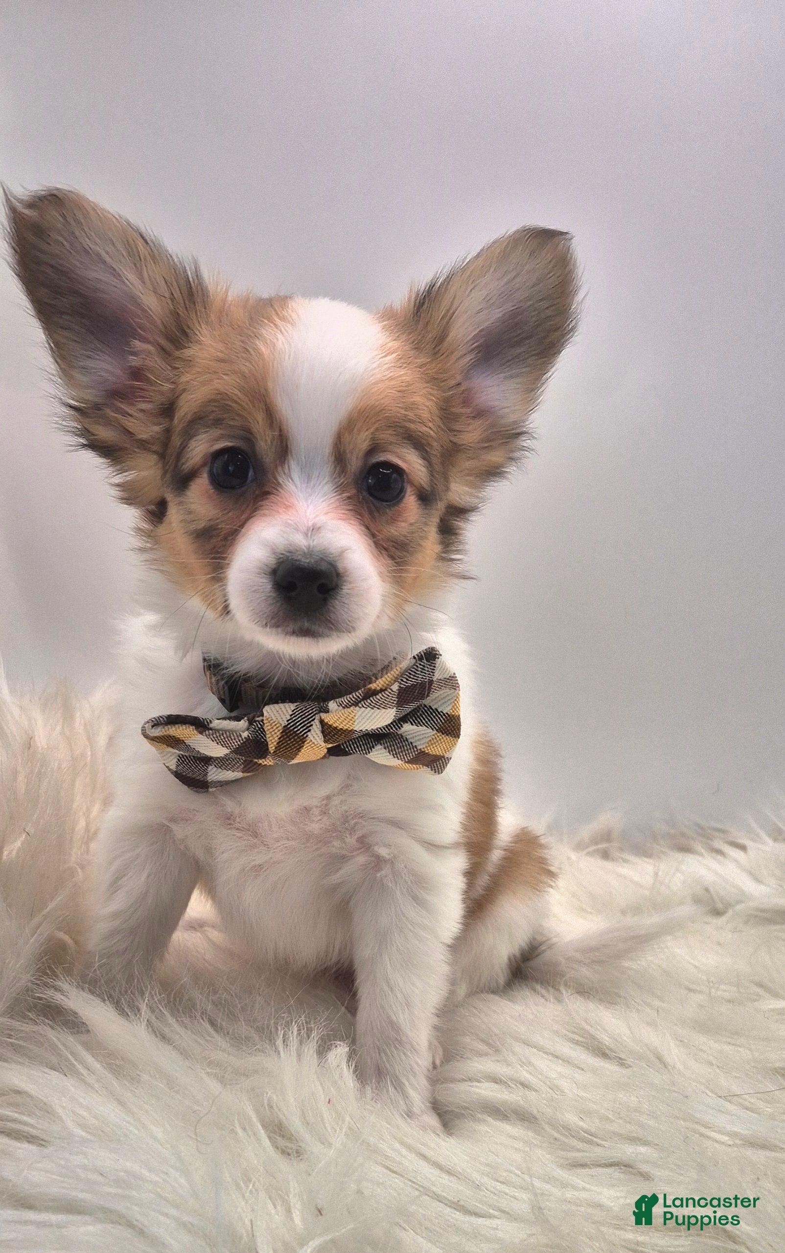 Papillon dogs Red male(Scout) - Ad 22