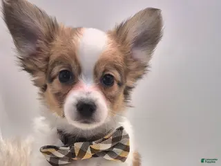 Papillon dogs Red male(Scout) - Ad 22