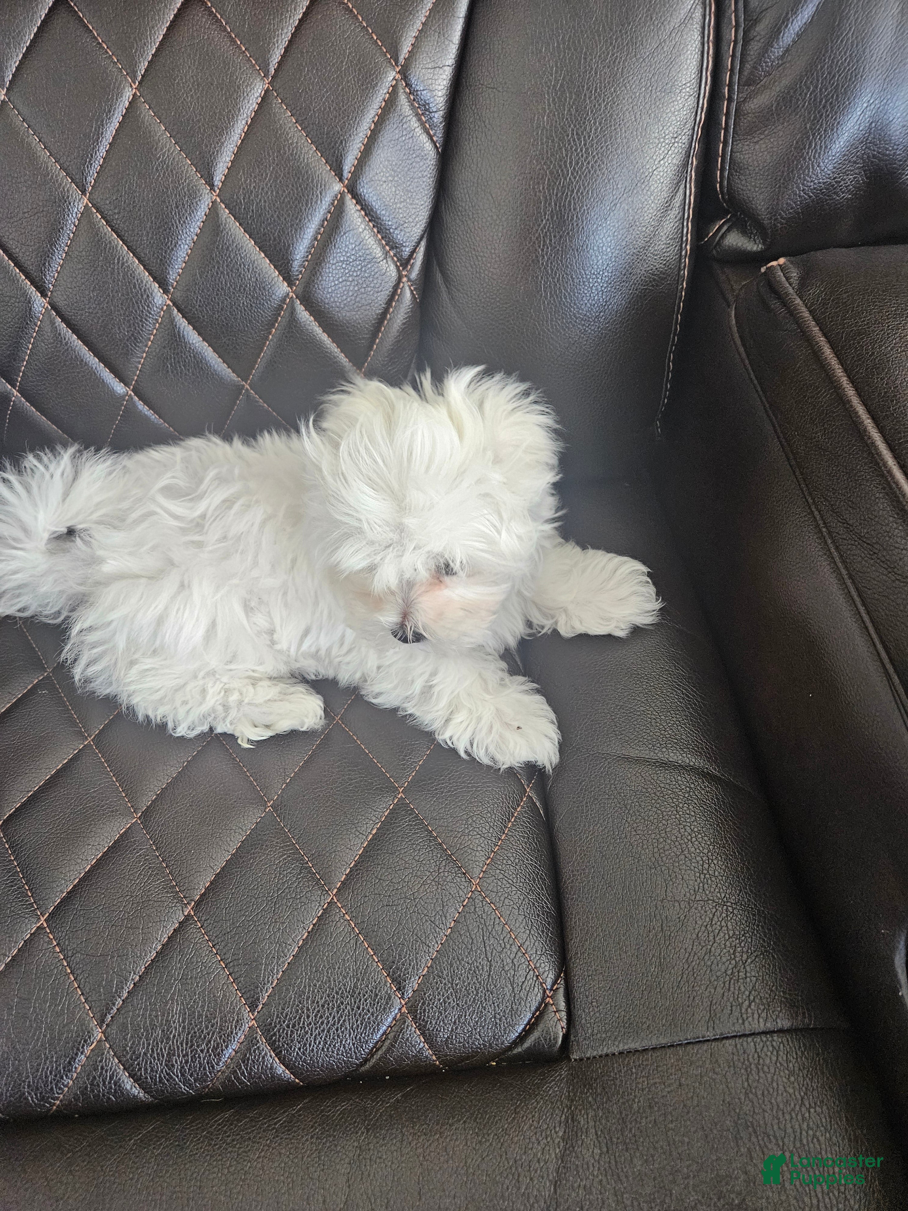 Maltese dogs Maltese Puppy 1 - Ad 1