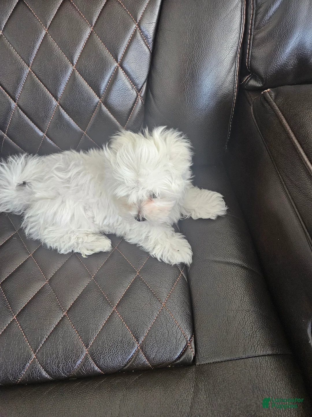 Maltese dogs for sale: Maltese Puppy 1 - Ad 1