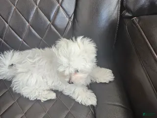 Maltese dogs for sale: Maltese Puppy 1 - Ad 3