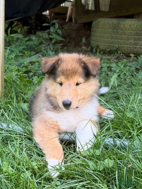 Collie dogs Most Photogenic!  BETSY ROSS  - AKC COLLIE PUPPY   - Ad 10