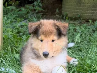 Collie dogs Most Photogenic! BETSY ROSS - AKC COLLIE PUPPY - Ad 10