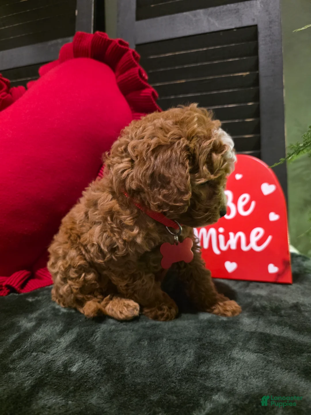 Mini Bernedoodle dogs for sale: Jax  - Ad 3