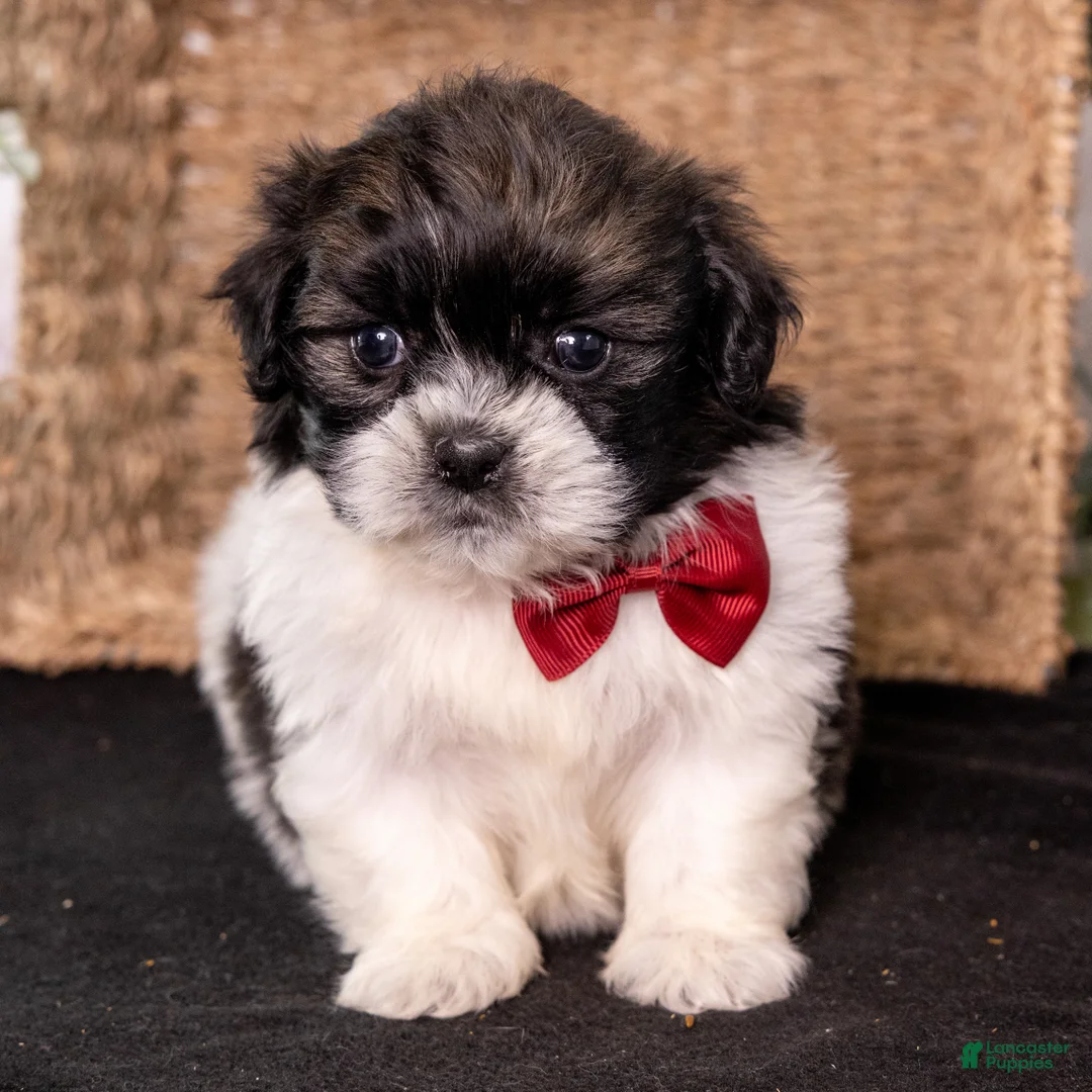 Mixed Breed dogs for sale: Winston - Ad 1