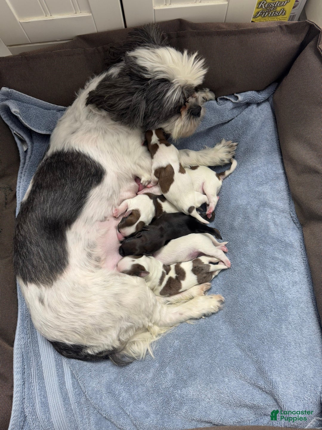 Shorkie dogs for sale: Shorkie Puppy 4 Blessy - Ad 9