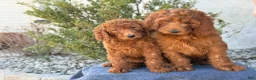 Goldendoodle dogs for sale: Avery - Ad 18