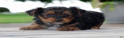 Yorkshire Terrier dogs for sale: Ty - Ad 5
