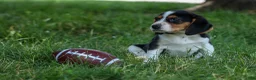 Beagle dogs for sale: 💕Millie Mae 🐶 - Ad 12