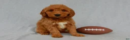Mini Goldendoodle dogs for sale: Bryce-MEDIUM - Ad 6
