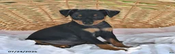 Miniature Pinscher dogs for sale: Peanut - Ad 5