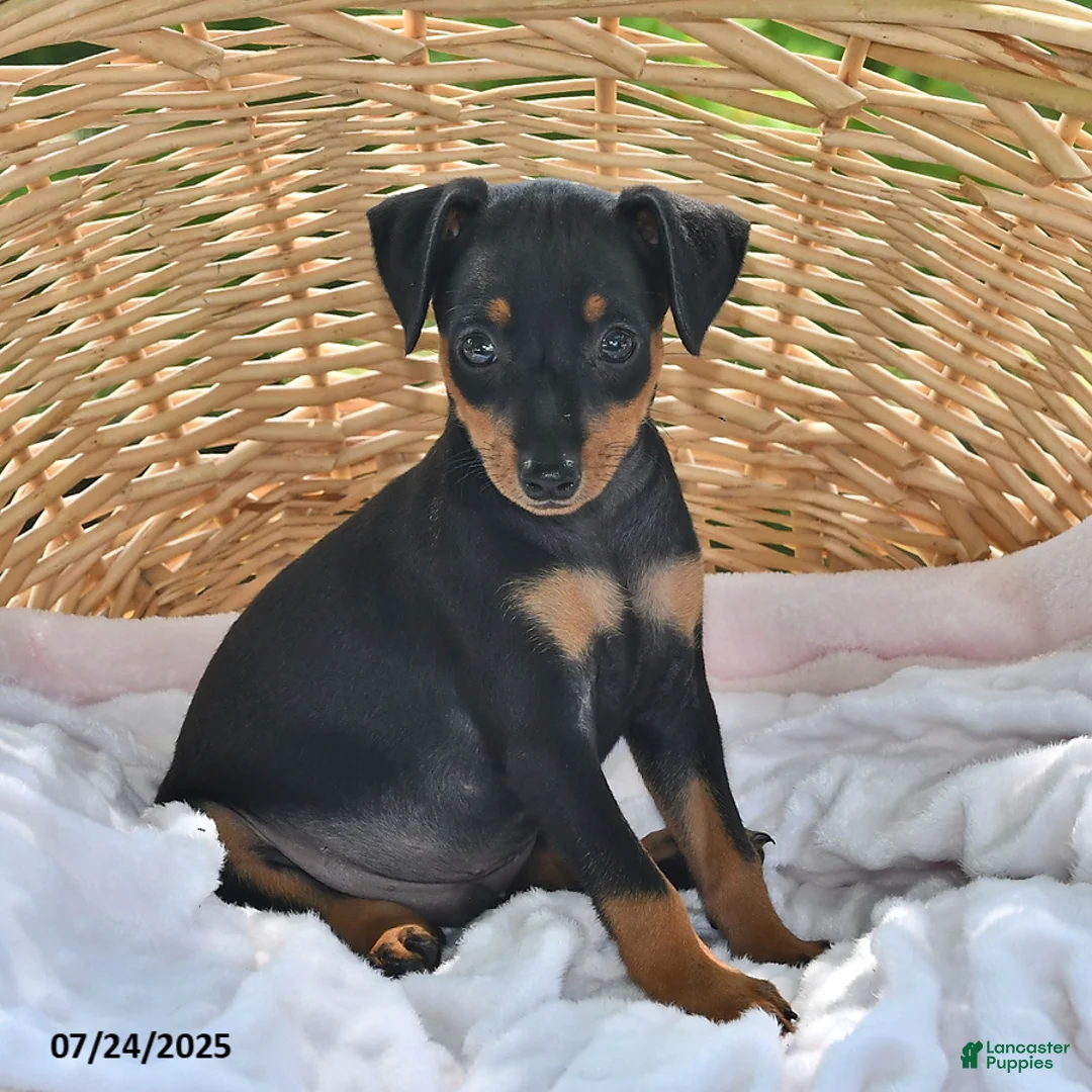 Miniature Pinscher dogs for sale: Peanut - Ad 5