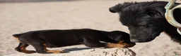 Mixed Breed dogs for sale: Toes M Black - Ad 5