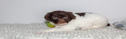 Labradoodle dogs for sale: Gabby - Ad 1