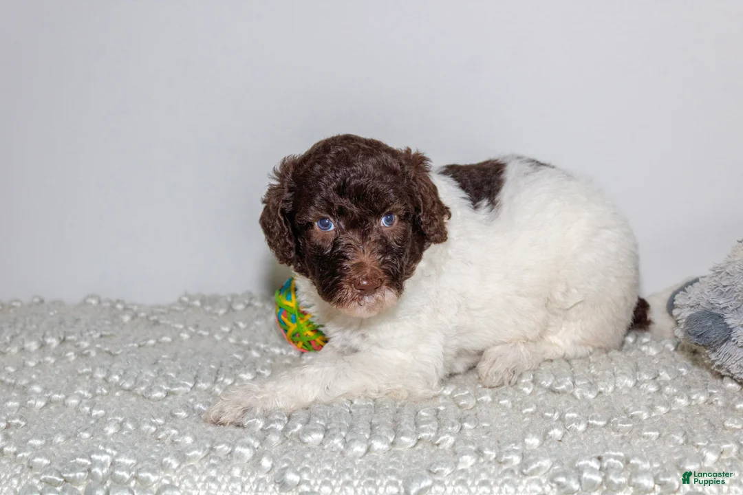 Labradoodle dogs for sale: Gabby - Ad 1