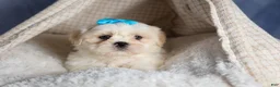 Shih Tzu dogs for sale: GUNNER - Ad 14