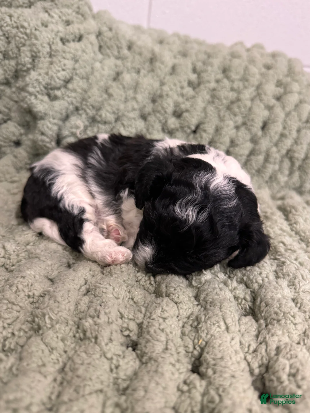 Mixed Breed dogs for sale: Patra (Patches)  - Ad 1