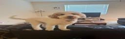 Goldendoodle dogs for sale: Hank - Ad 2