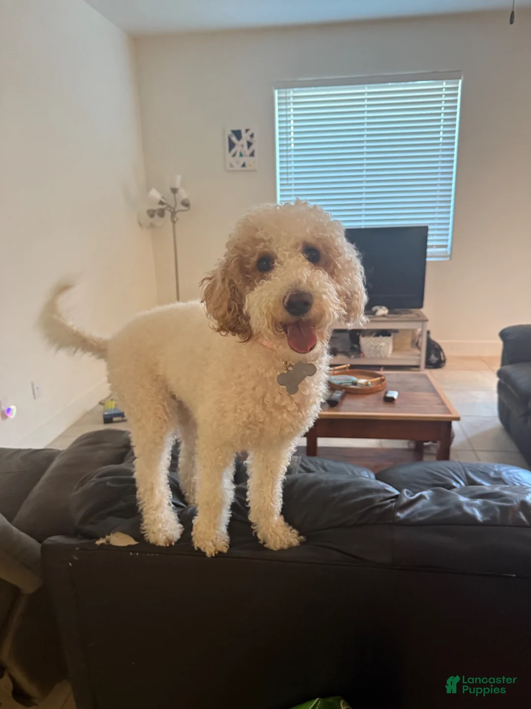 Goldendoodle dogs for sale: Hank - Ad 2