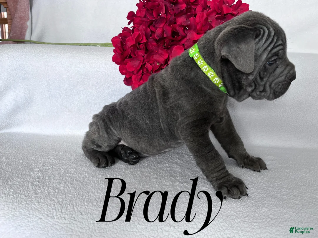 Cane Corso dogs for sale: Nikki - Ad 69