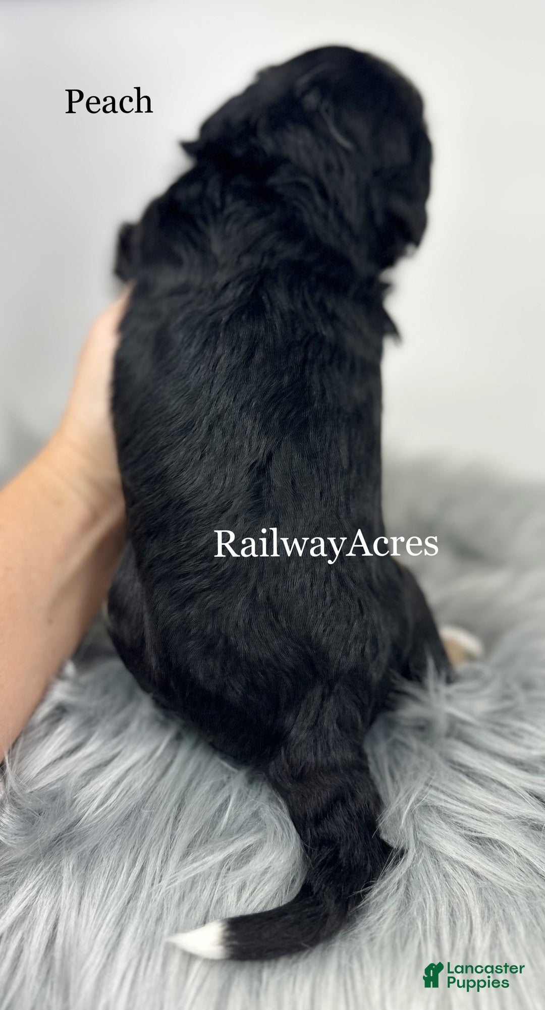 Mini Bernedoodle dogs for sale: Peach - Ad 4