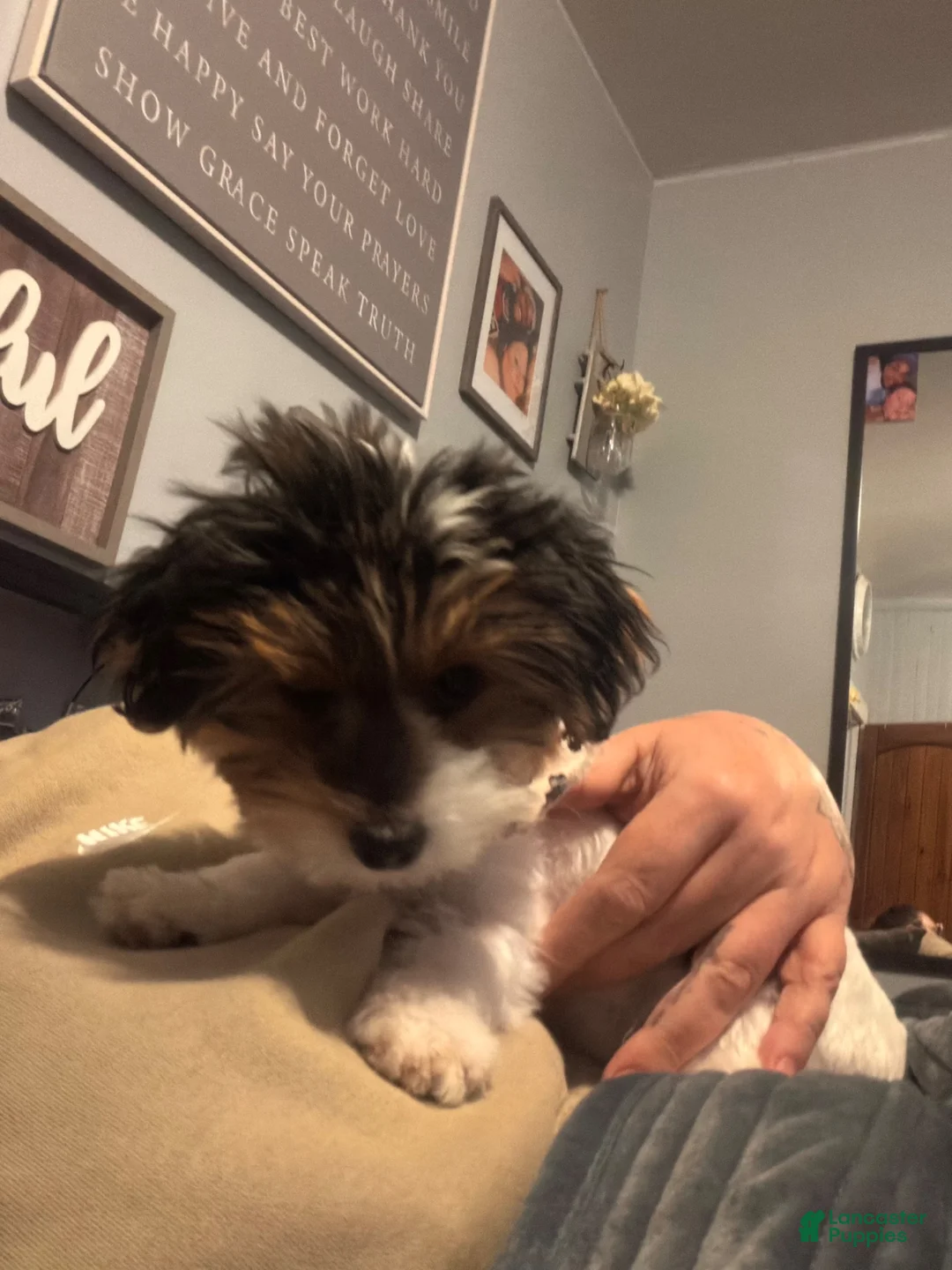 Biewer Terrier dogs for sale: Biewer Terrier 1 - Ad 1