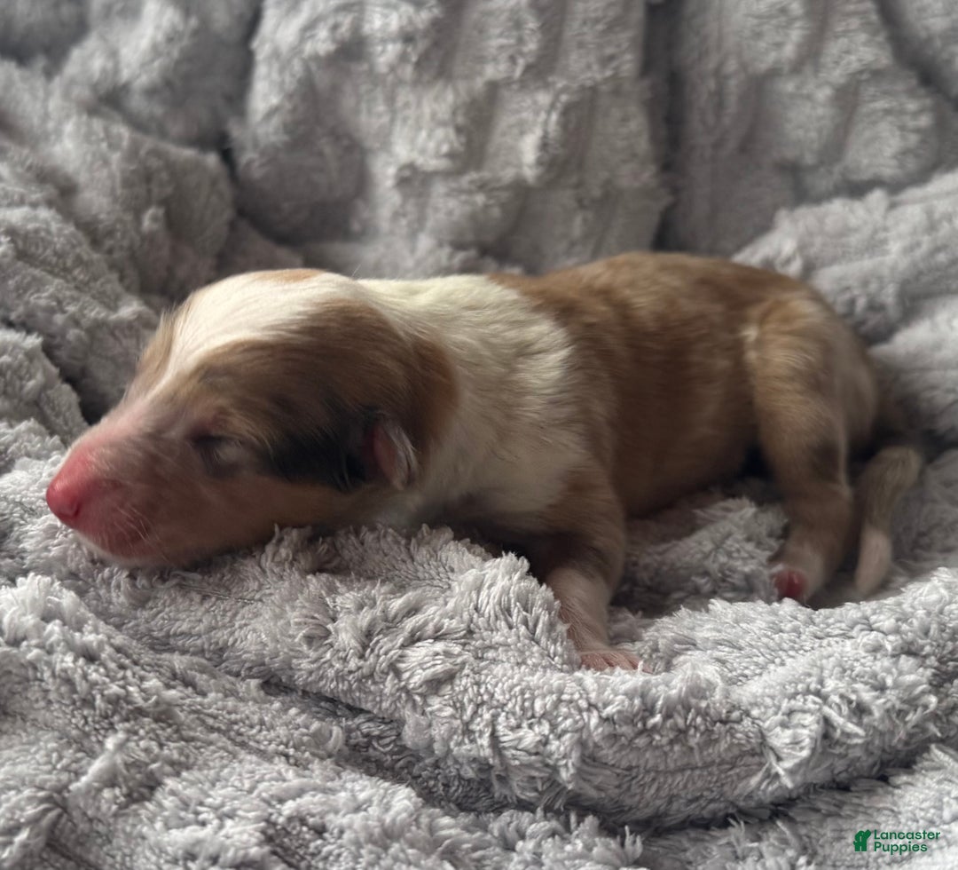 Collie dogs for sale: Poet - Ad 1