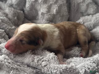 Collie dogs Poet - Ad 33