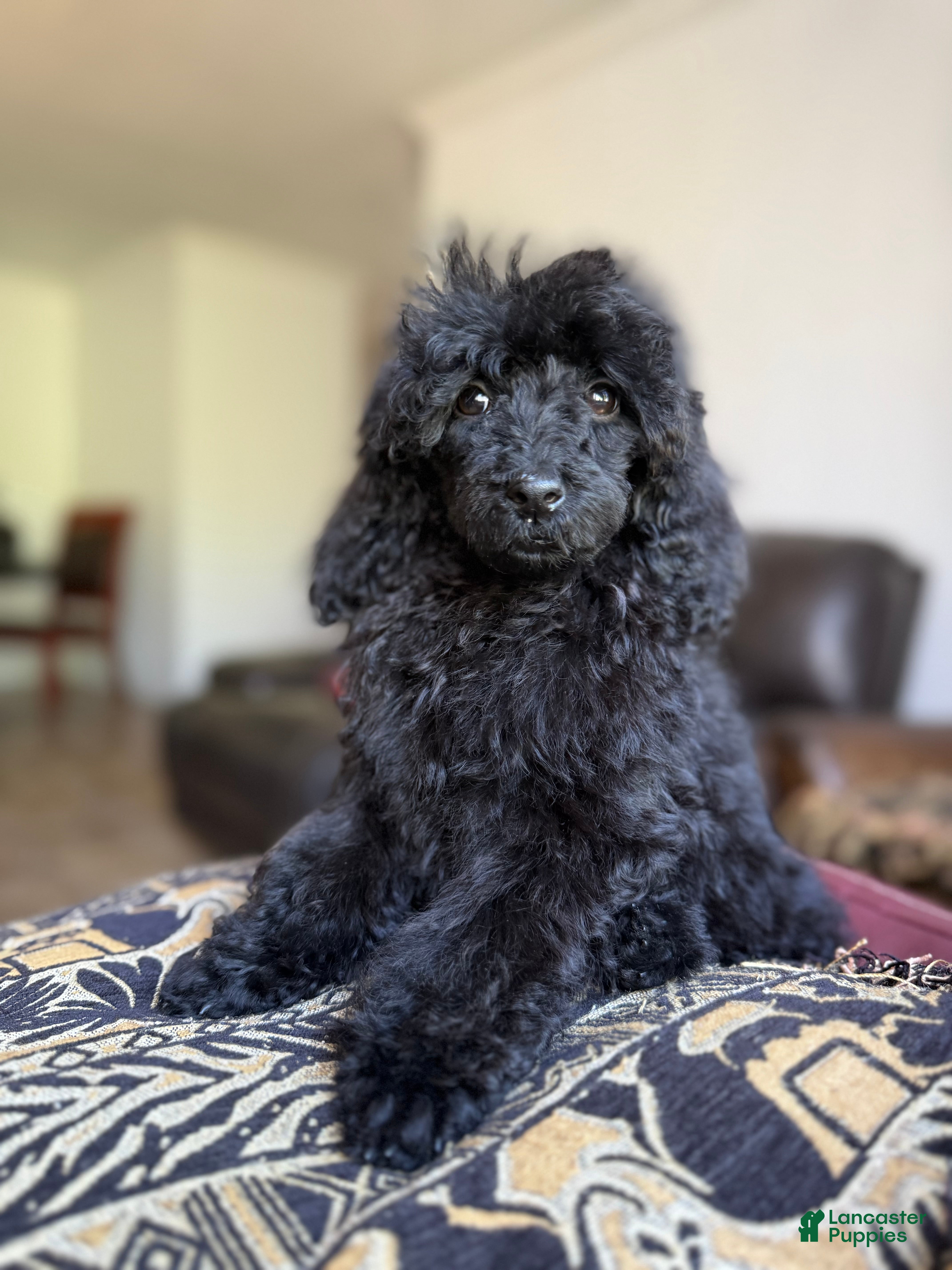 Standard Poodle dogs Raven - Ad 29