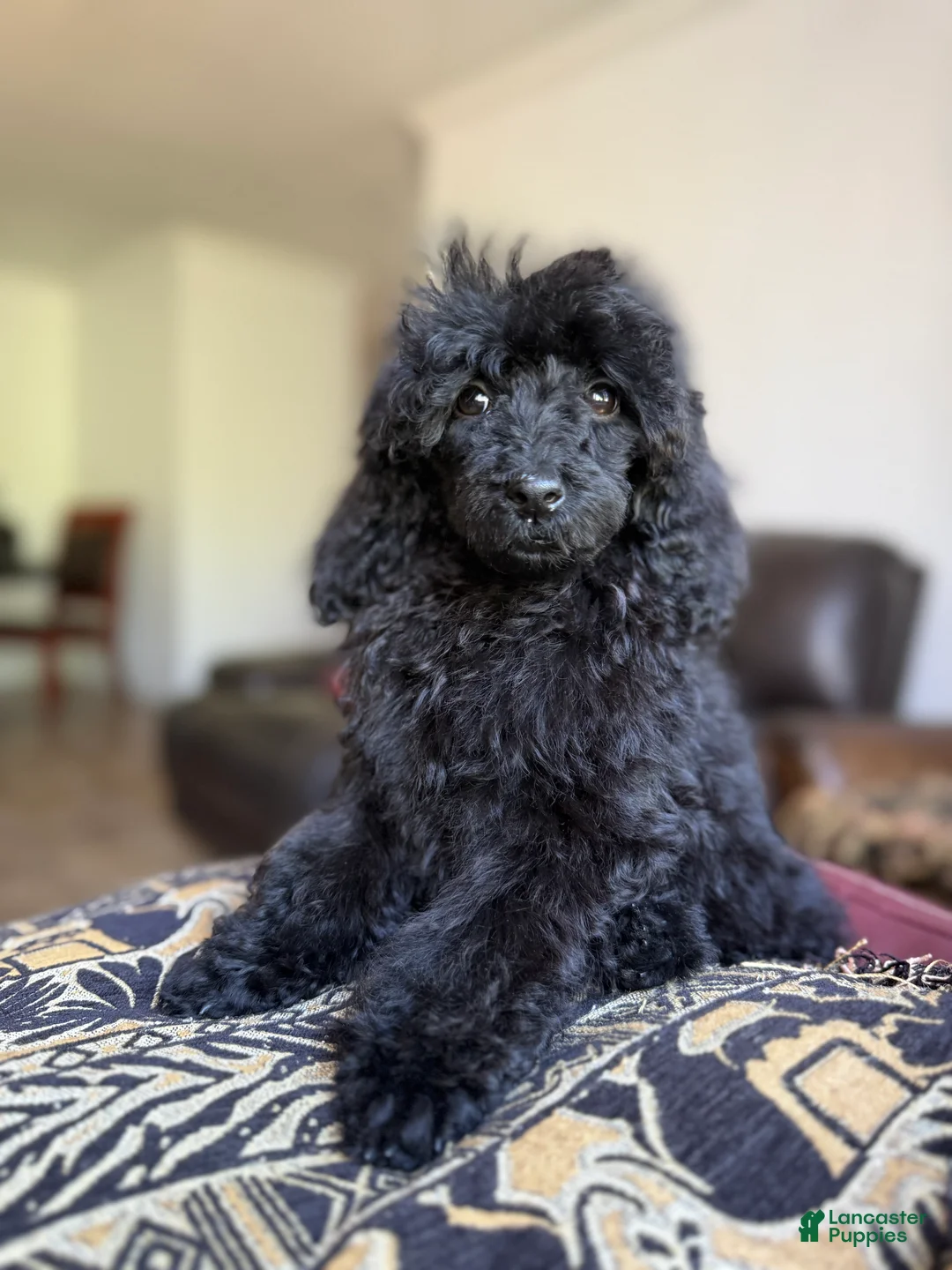 Standard Poodle dogs for sale: Raven - Ad 1