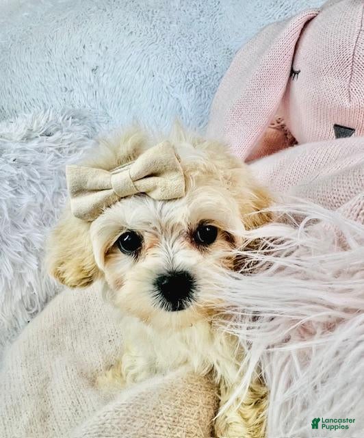 Miniature Poodle dogs Miniature Poodle Puppy 2 - Ad 1