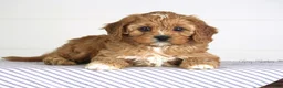 Cavapoo dogs for sale: Tommy - Ad 2