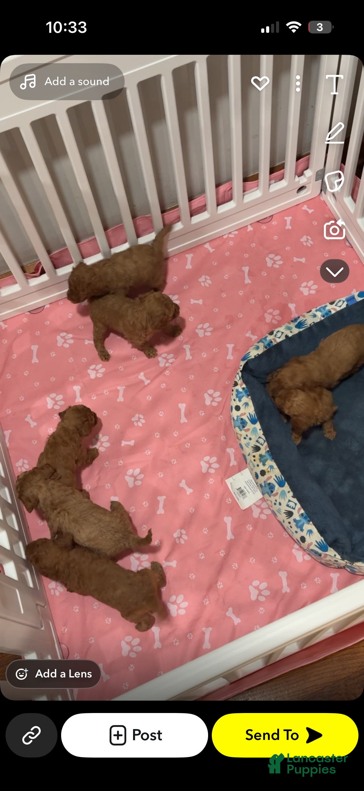 Toy Poodle dogs Toy Poodle Puppy 6 - Ad 36