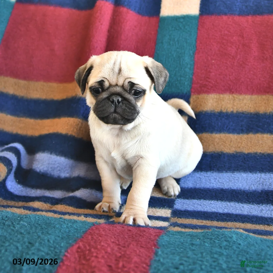 Pug dogs for sale: Rover - Ad 1