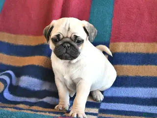 Pug dogs for sale: Rover - Ad 4