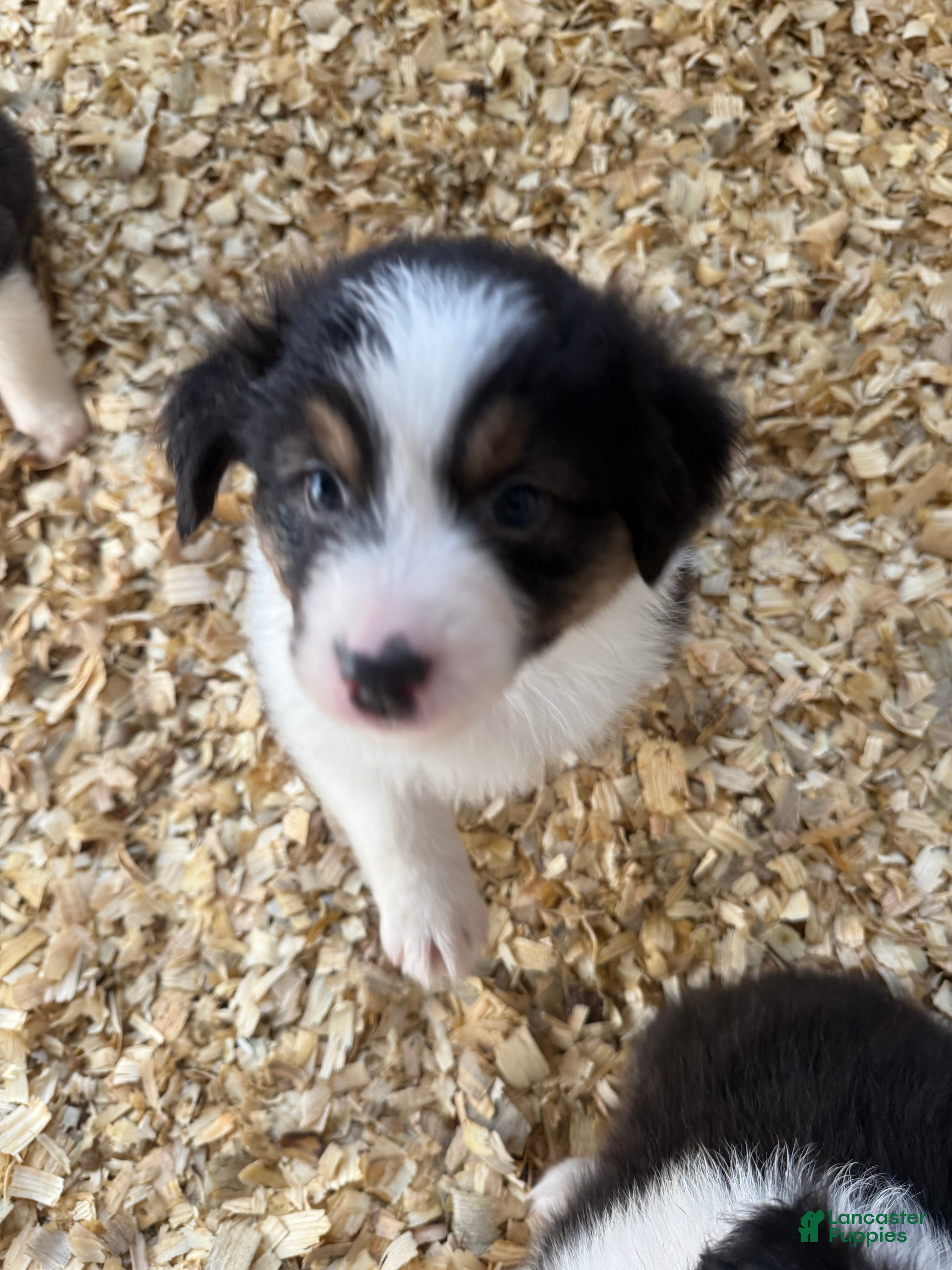 Australian Shepherd dogs Jeremy - Ad 4