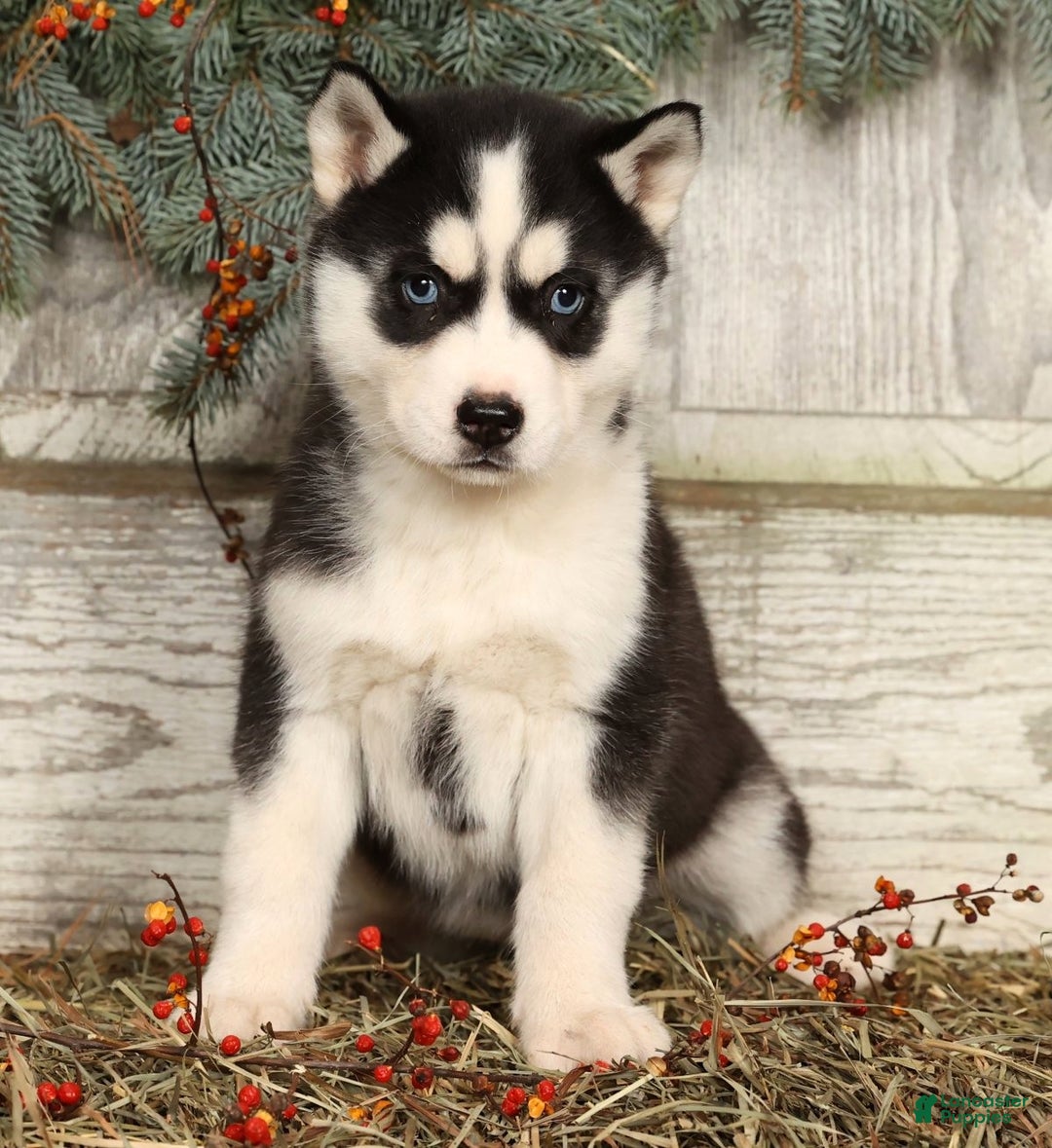 Siberian Husky dogs for sale: Lucy - Ad 1