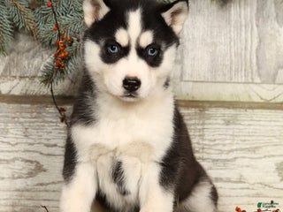 Siberian Husky dogs Lucy - Ad 29