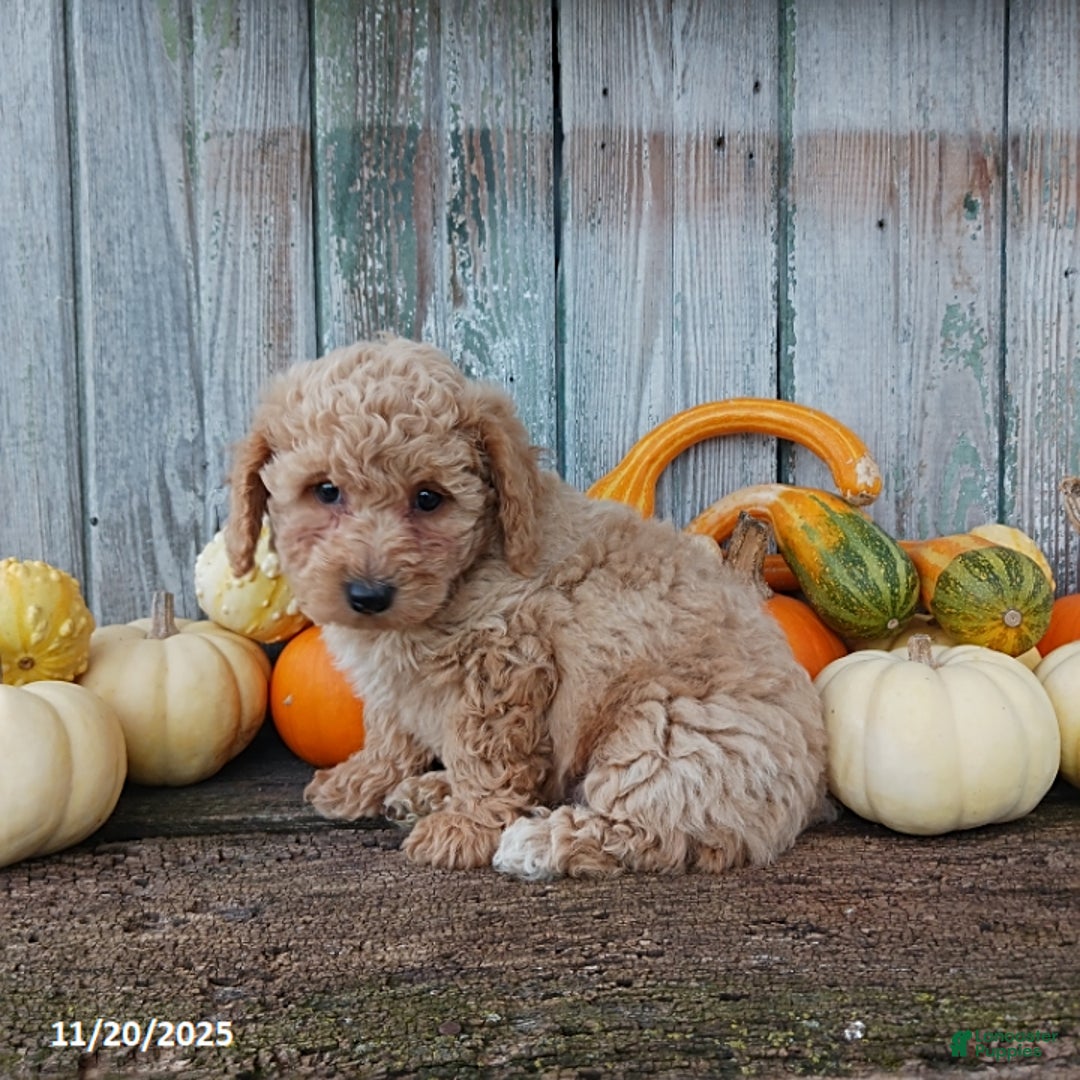 Bichpoo dogs for sale: Sammy - Ad 2