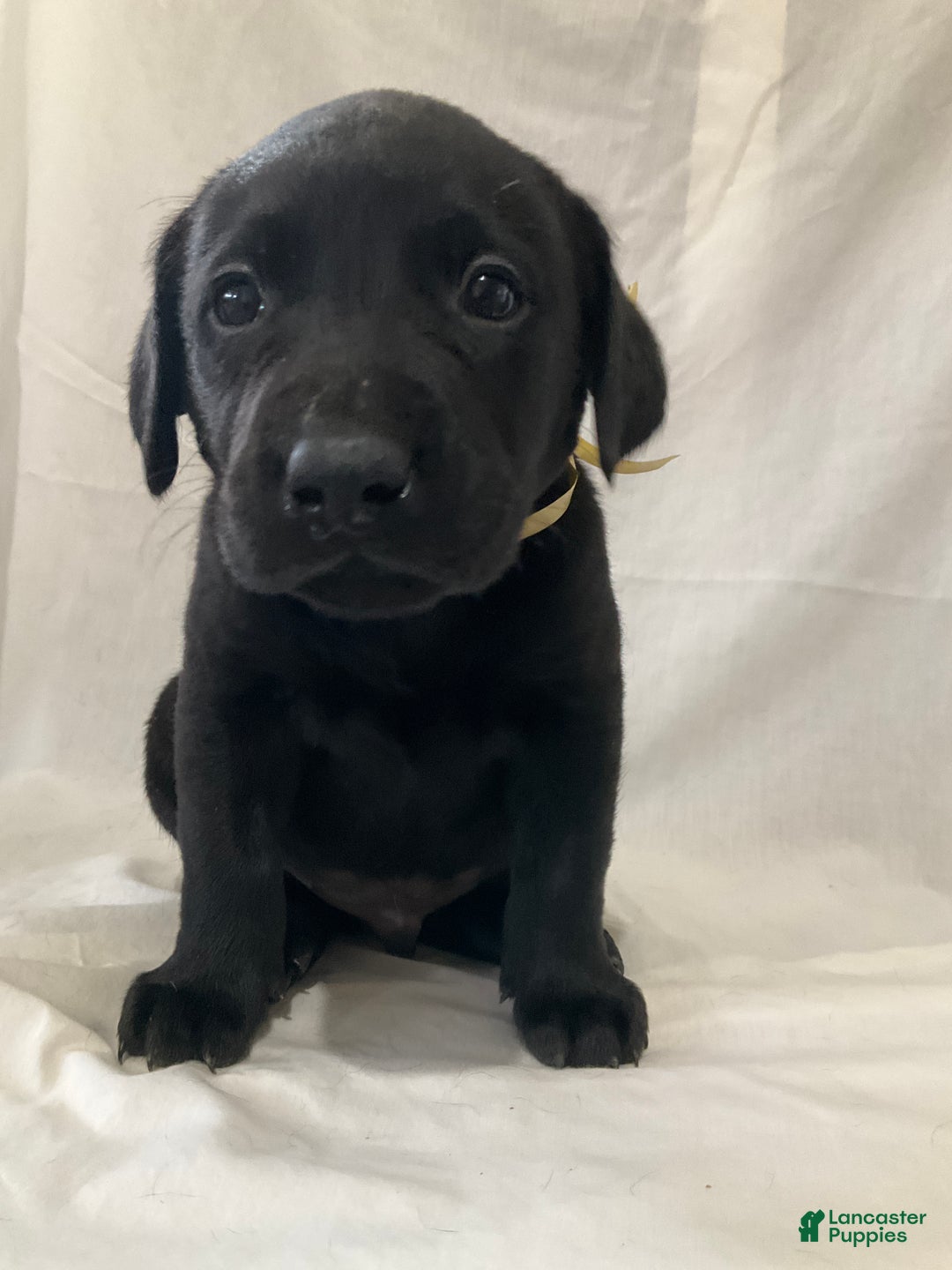 Labrador Retriever dogs for sale: Brody - Ad 4