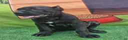 Cane Corso dogs for sale: SKY - Ad 12