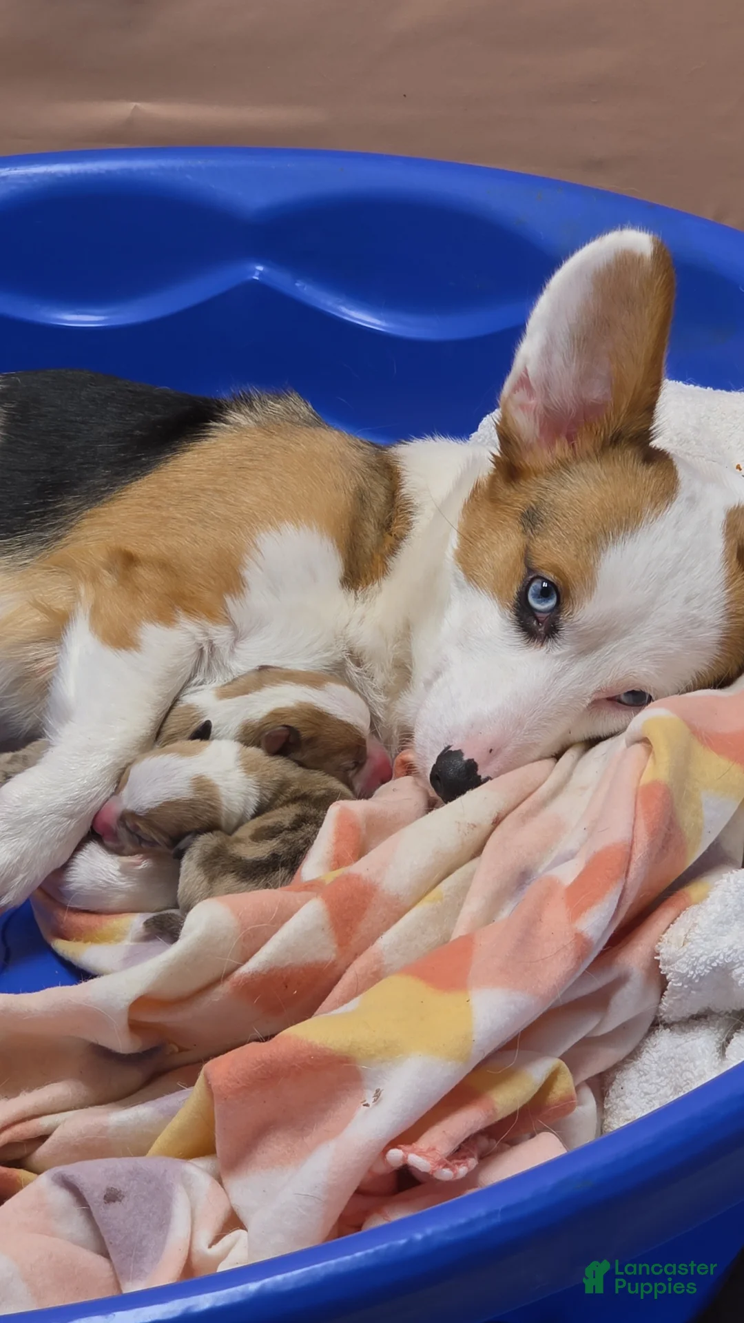 American Corgi dogs for sale: American Corgi Puppy 1 - Ad 5