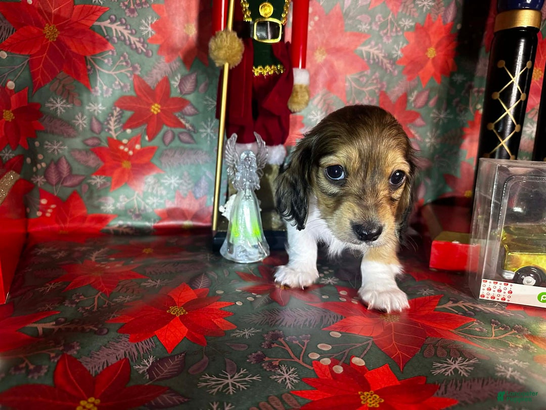 Dachshund dogs for sale: Mickey - Ad 6